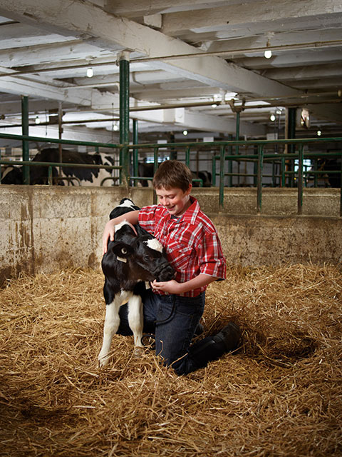 Lifestyle Photography for Purina with baby cow in barn