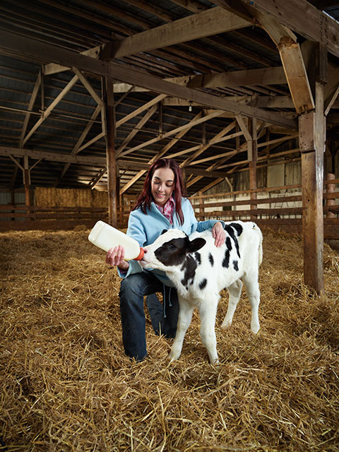 Livestock photography girl giving milk to baby cow