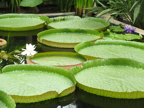 Calendar Photography of Victoria Cruziana Water Lily in The Gardens of Villa Taranto, Italy by Tom Bochsler BP imaging