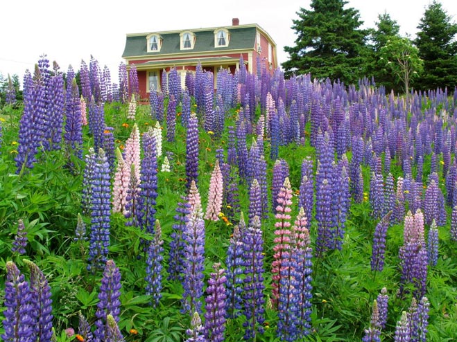 Travel Photography bed & breakfast lupines Tom Bochsler