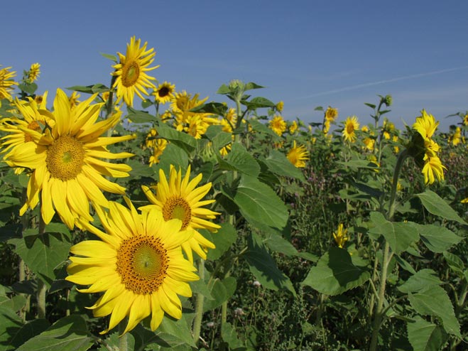 Calendar Image – September 2013 – Sunflower Travel Photography Sunflower in Switzerland by Tom Bochsler BP imaging