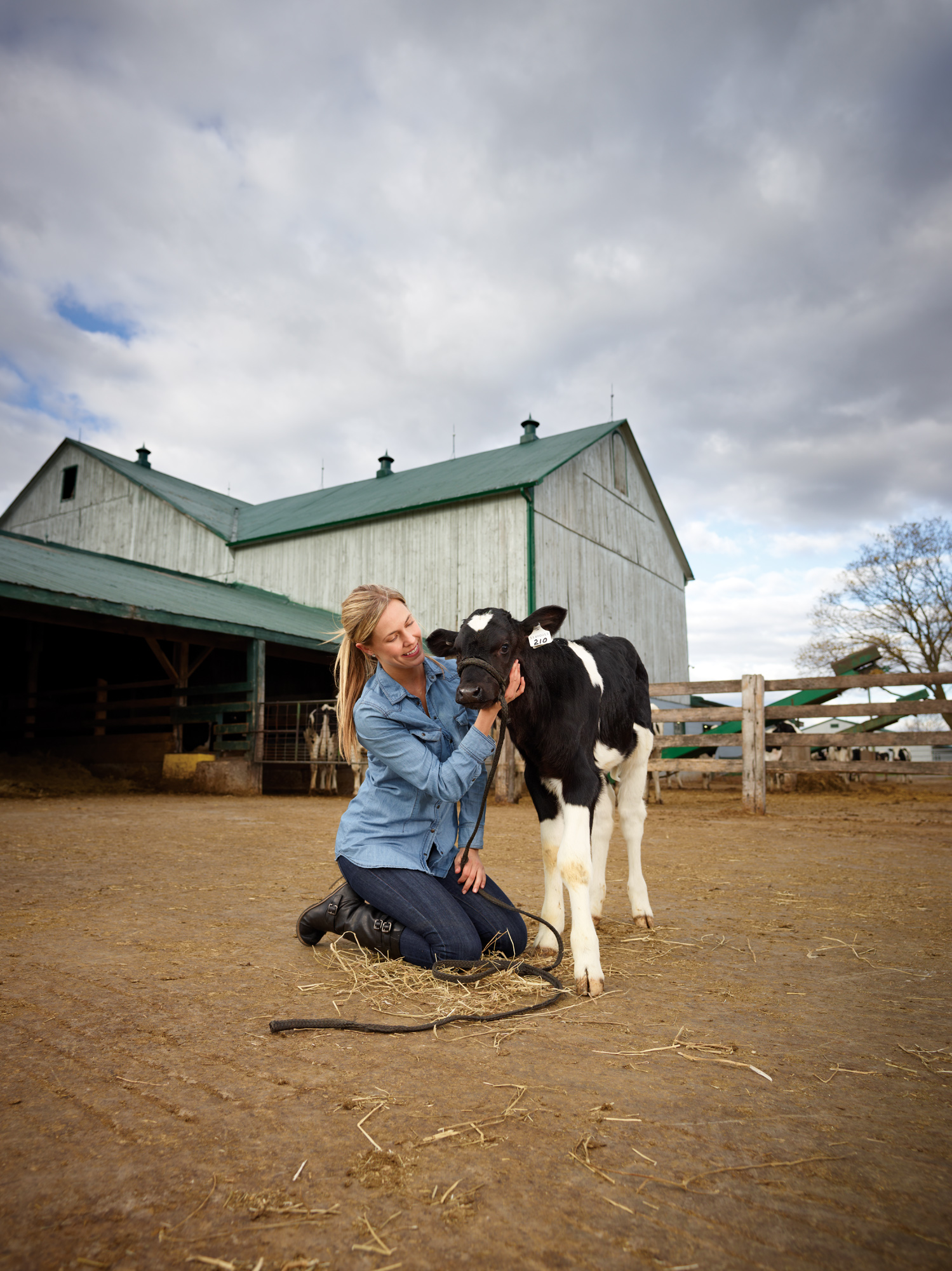 Lifestyle Photo - Baby Calf