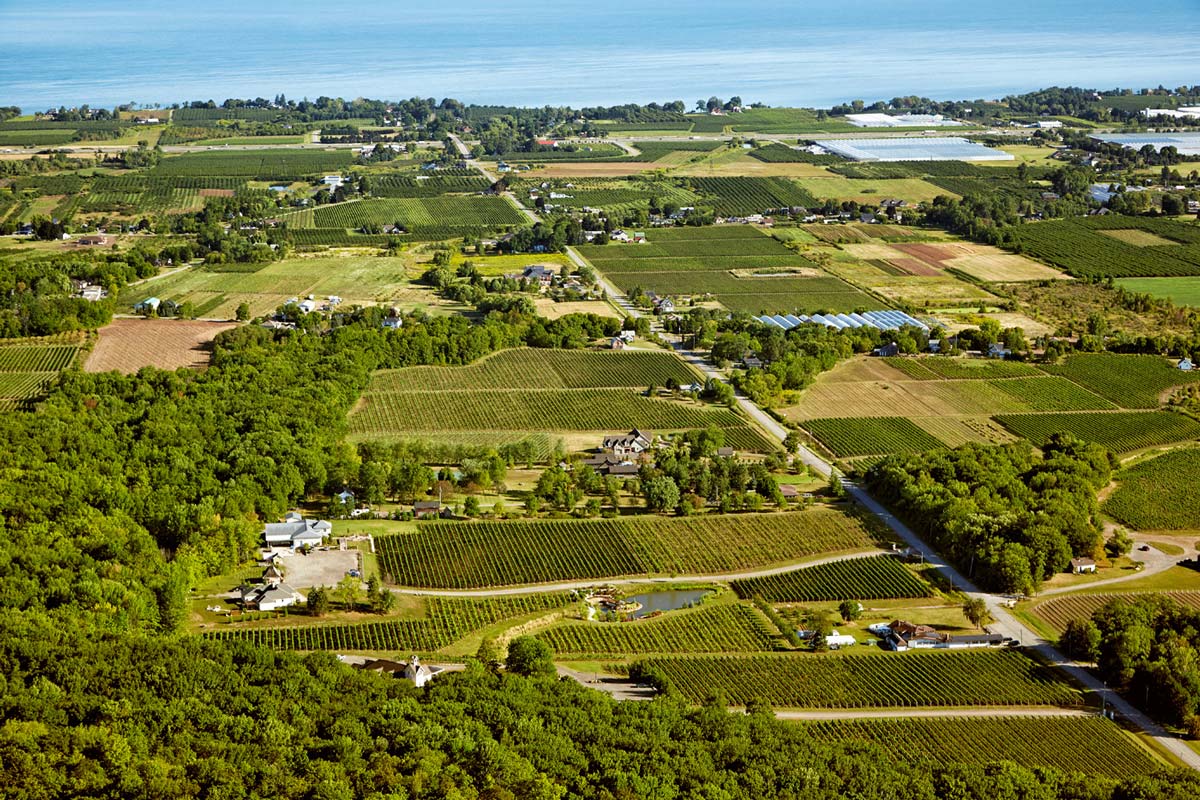 Aerial Photography of grape Vineyard in Niagara