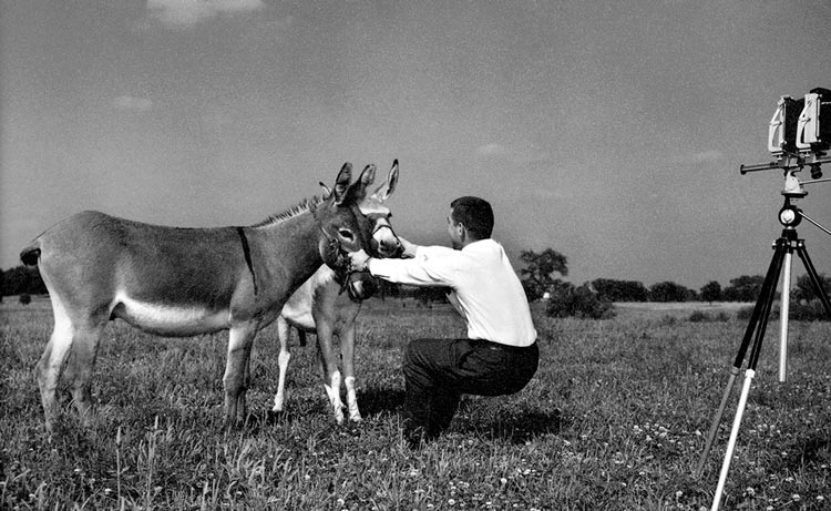 Tom Bochsler setting up photograph with 2 donkeys